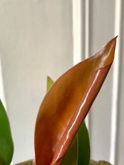 FENG SWAY PRE-ORDER Polynesian Sunset Philodendron ~ Live Plant LIVE PLANTS