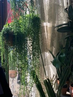 Feng Sway String Of Dolphins ~ Live Plant LIVE PLANTS 18 Feng Sway String Of Dolphins ~ Live Plant LIVE PLANTS