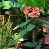 FENG SWAY LIVE PLANTS PRE-ORDER Crown Of Thorns ~ Live Plant