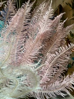 Feng Sway DRIED FLORALS + FEATHERS Pink Dried Fern Bundle