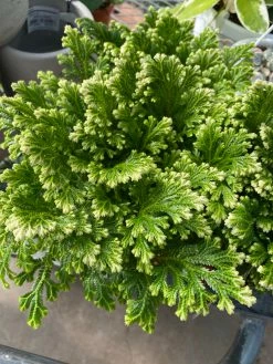 Feng Sway Frosted Fern ~ Live Plant