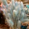 Feng Sway DRIED FLORALS + FEATHERS Pale Blue Dried Bunny Tail Grass Bundle