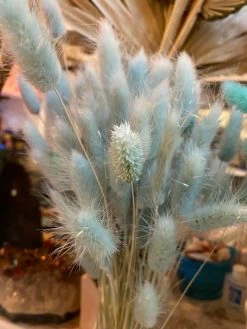 Feng Sway DRIED FLORALS + FEATHERS Pale Blue Dried Bunny Tail Grass Bundle