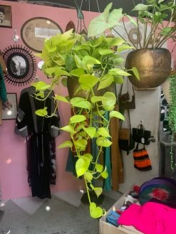 Feng Sway LIVE PLANTS PRE-ORDER Neon Pothos ~ Live Plant