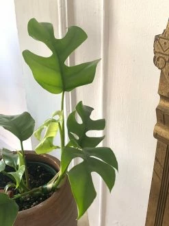FENG SWAY RARE Philodendron Minima ~Live Plant