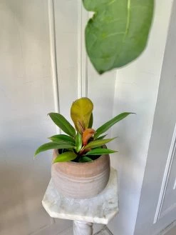 FENG SWAY PRE-ORDER Polynesian Sunset Philodendron ~ Live Plant LIVE PLANTS