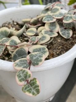 Feng Sway LIVE PLANTS RARE Variegated String Of Hearts ~ LIVE PLANT