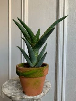 Feng Sway 3” Cacti + Succulent ~ Live Plants