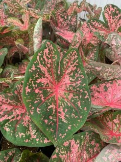 FENG SWAY LOCAL PICK UP ONLY Heart Of Jesus Caladium ~ Live Plant