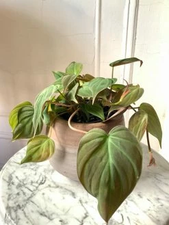 Feng Sway LIVE PLANTS RARE Red Velvet Philodendron Mican ~ Live Plant
