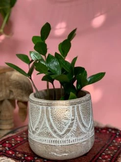 Feng Sway LIVE PLANTS PRE-ORDER ZZ Top ~ Live Plant 9 Feng Sway LIVE PLANTS PRE-ORDER ZZ Top ~ Live Plant