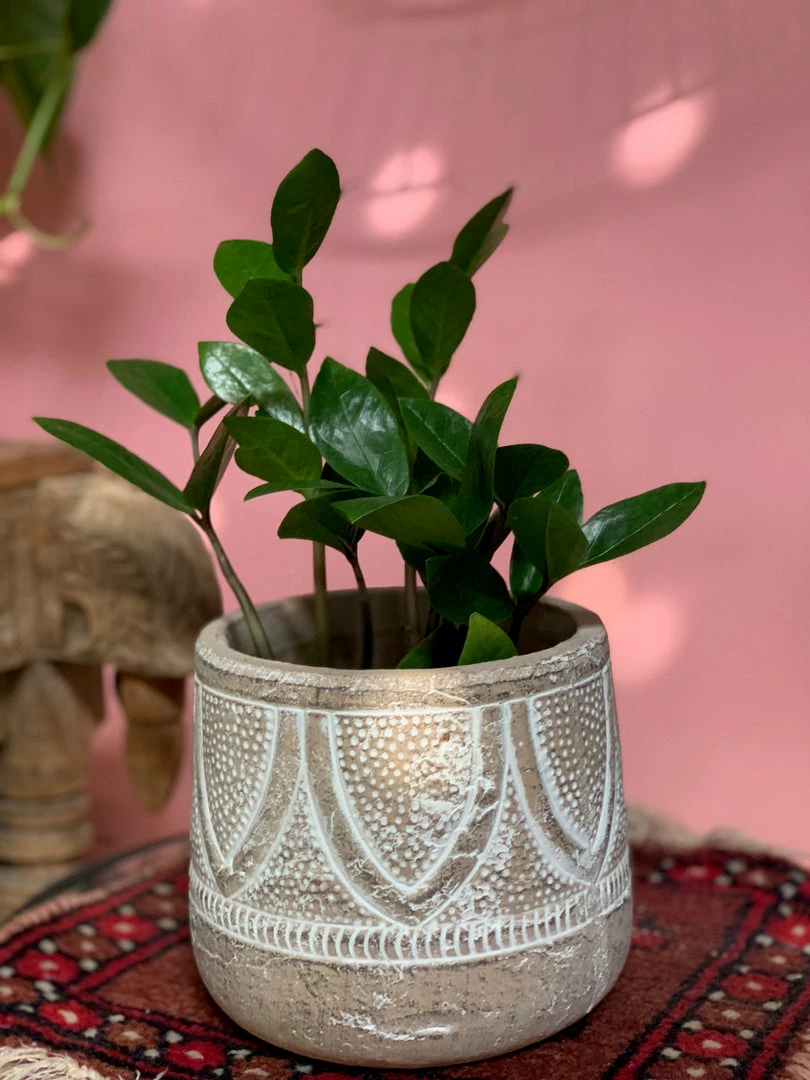 Feng Sway LIVE PLANTS PRE-ORDER ZZ Top ~ Live Plant 5 Feng Sway LIVE PLANTS PRE-ORDER ZZ Top ~ Live Plant