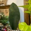 Feng Sway LIVE PLANTS RARE Whale Tail Snake ~ Live Plant