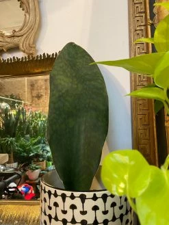 Feng Sway LIVE PLANTS RARE Whale Tail Snake ~ Live Plant