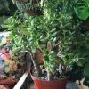 Feng Sway AVAILABLE FOR PICK UP- Large 10" Red Tip Jade ~ Live Plant