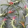 Feng Sway Air Plant FUN