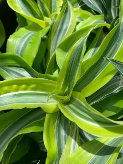 Feng Sway PRE-ORDER Lemon Lime Dracaena ~ Live Plant 9 Feng Sway PRE-ORDER Lemon Lime Dracaena ~ Live Plant
