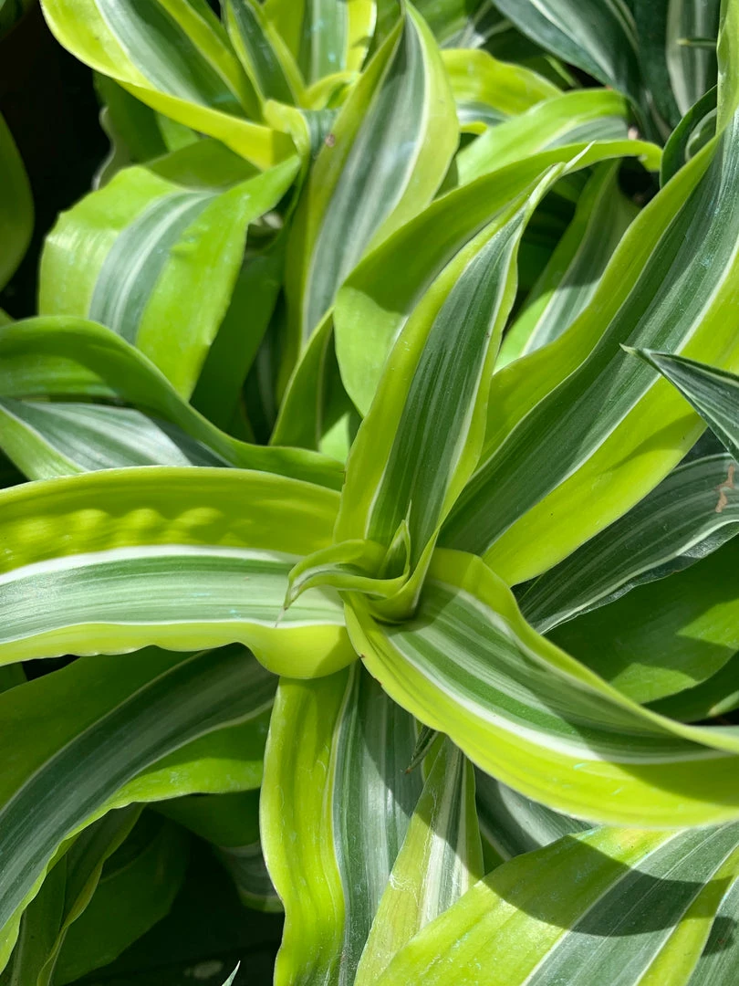 Feng Sway PRE-ORDER Lemon Lime Dracaena ~ Live Plant 6 Feng Sway PRE-ORDER Lemon Lime Dracaena ~ Live Plant