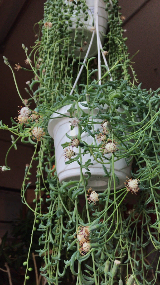 Feng Sway String Of Dolphins ~ Live Plant LIVE PLANTS 7 Feng Sway String Of Dolphins ~ Live Plant LIVE PLANTS