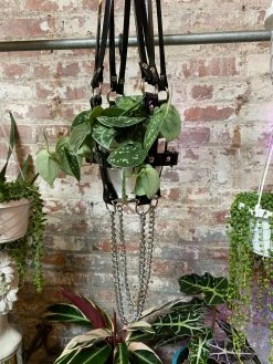 Feng Sway ALL POTTERY Black Vegan Patent With Chain Extender Plant Harness By PURITAN CANDY