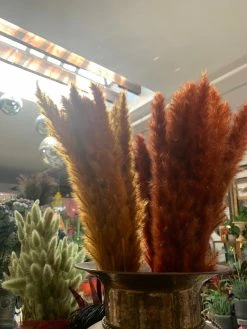 Feng Sway Pampas Grass Bundles DRIED FLORALS + FEATHERS