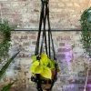 Feng Sway Vegan Black Patent Hanging Plant Harness By PURITAN CANDY ALL POTTERY