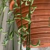 Feng Sway String Of Dolphins ~ Live Plant LIVE PLANTS