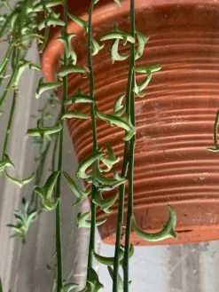 Feng Sway String Of Dolphins ~ Live Plant LIVE PLANTS