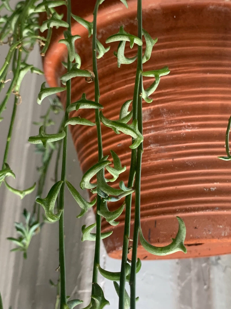 Feng Sway String Of Dolphins ~ Live Plant LIVE PLANTS 3 Feng Sway String Of Dolphins ~ Live Plant LIVE PLANTS