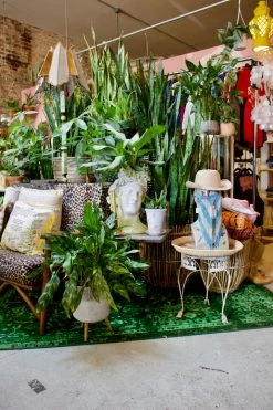 FENG SWAY LIVE PLANTS PRE-ORDER FOR PICK UP 10”-14” Snake ~ Live Plant