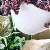 FENG SWAY PRE-ORDER 6” Exotic Cacti And Succulents ~ Live Plant