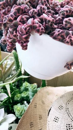 FENG SWAY PRE-ORDER 6” Exotic Cacti And Succulents ~ Live Plant