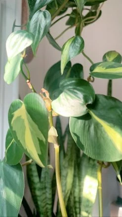 Feng Sway PRE-ORDER Philodendron Brasil ~ Live Plant LIVE PLANTS