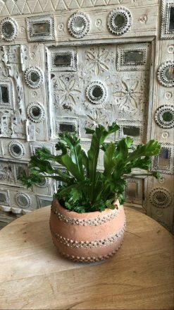 Feng Sway PRE-ORDER Flame Fern ~ Live Plant LIVE PLANTS