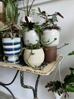 Feng Sway Stogie Pots ~ 3 Sizes 4-5