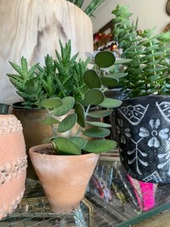 Feng Sway 3” Cacti + Succulent ~ Live Plants