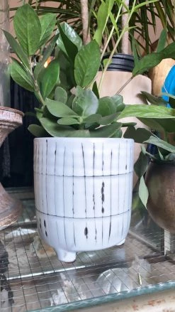 FENG SWAY PRE-ORDER 6” Exotic Cacti And Succulents ~ Live Plant