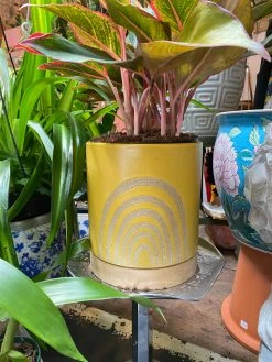 FENG SWAY Sunshine Rainbow Stoneware Planter