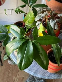 Feng Sway PICK UP ONLY RARE Philodendron Goeldii ~ Live Plant LIVE PLANTS