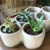 Feng Sway Exclusive ALL POTTERY Succulent Trio Cement Pot
