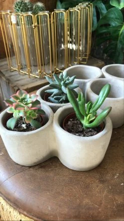 Feng Sway Exclusive ALL POTTERY Succulent Trio Cement Pot