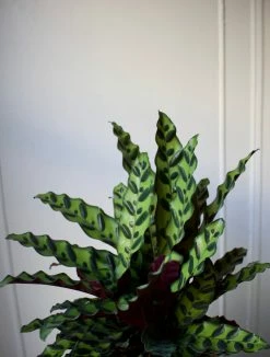 Feng Sway PRE-ORDER Rattlesnake Calathea ~ Live Plant LIVE PLANTS