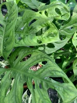 FENG SWAY LIVE PLANTS PRE-ORDER Swiss Cheese Vine ~ Live Plant