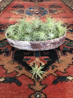 Feng Sway Air Plant FUN