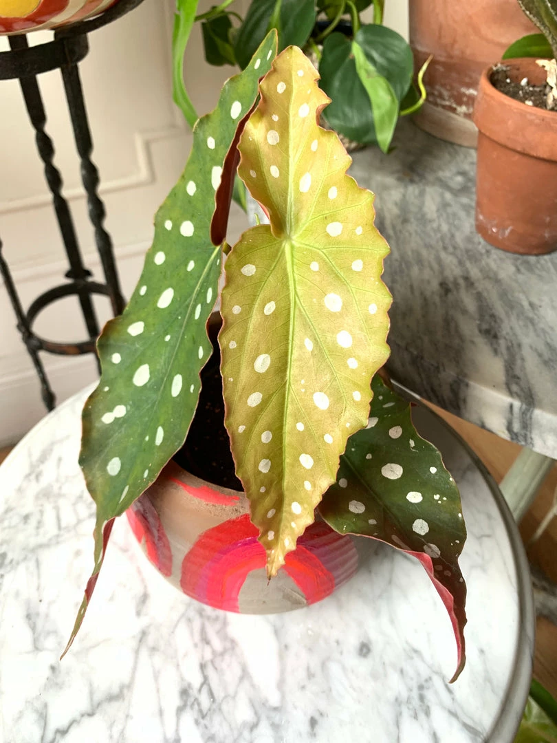 Feng Sway RARE Angel Wing Begonia ~ Live Plant 5 Feng Sway RARE Angel Wing Begonia ~ Live Plant