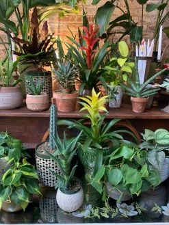 Feng Sway Mexican Terra Cotta Ombré Pot 4-5