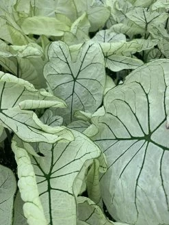 FENG SWAY LOCAL PICK UP ONLY Heart Of Jesus Caladium ~ Live Plant