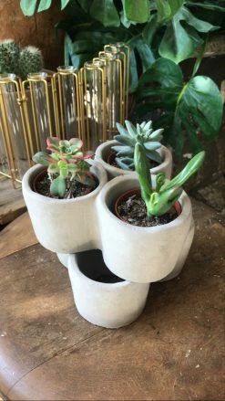 Feng Sway Exclusive ALL POTTERY Succulent Trio Cement Pot