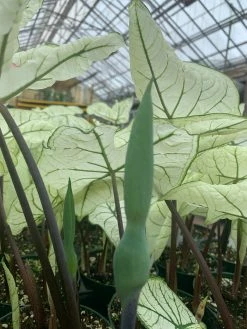 FENG SWAY LOCAL PICK UP ONLY Heart Of Jesus Caladium ~ Live Plant