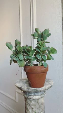 Feng Sway 3” Cacti + Succulent ~ Live Plants